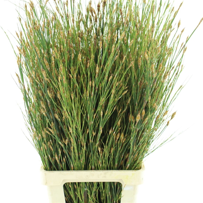 <h4>Bell Reed Natural</h4>