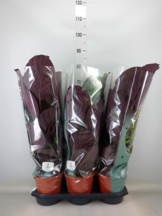 <h4>Calathea  'Medallion'</h4>