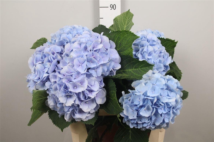 <h4>Hydr M Verena Bl</h4>