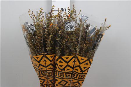 <h4>Crocosmia Bes (van Lucifer)</h4>