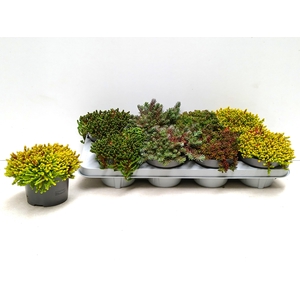 SEDUM MIXK