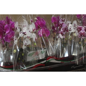 PHALAENOPSIS CASCATA P15 MIN 8 FLS