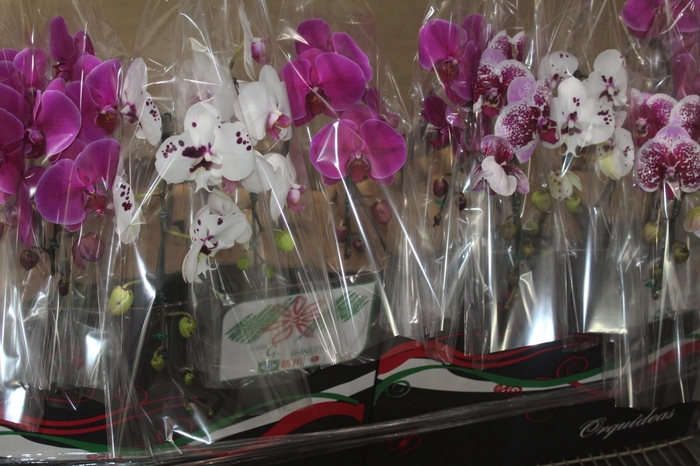 <h4>PHALAENOPSIS CASCATA P15 MIN 8 FLS</h4>