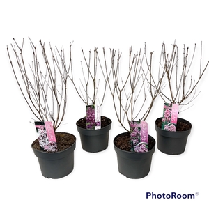 Syringa Blooming mix 40-50 C3