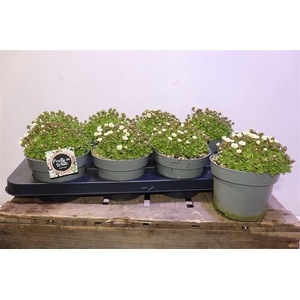 arr8 Saxif Arendsii White