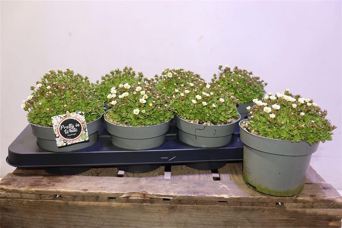 <h4>arr8 Saxif Arendsii White</h4>