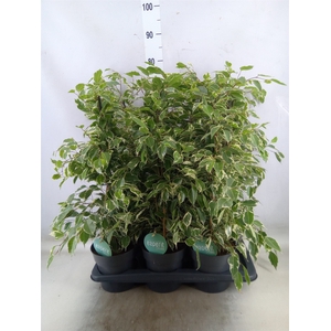 Ficus benja. 'Twilight'