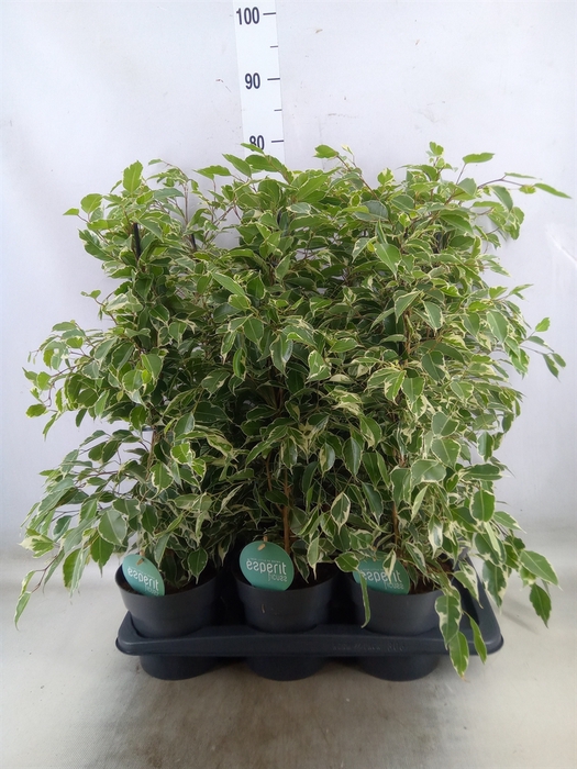 <h4>Ficus benja. 'Twilight'</h4>