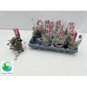 CEROPEGIA WOODII SUP