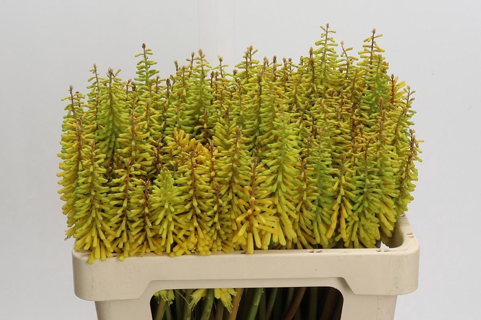 <h4>Kniphofia Sunningdale Yellow</h4>