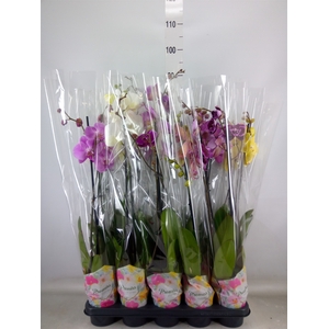 Phalaenopsis   ...mix  5