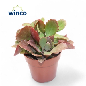 KALANCHOE OV