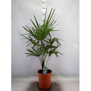 Trachycarpus fortunei