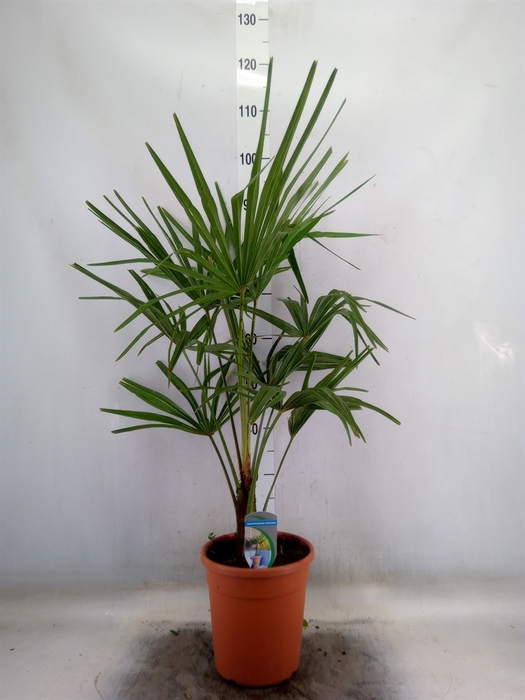 <h4>Trachycarpus fortunei</h4>