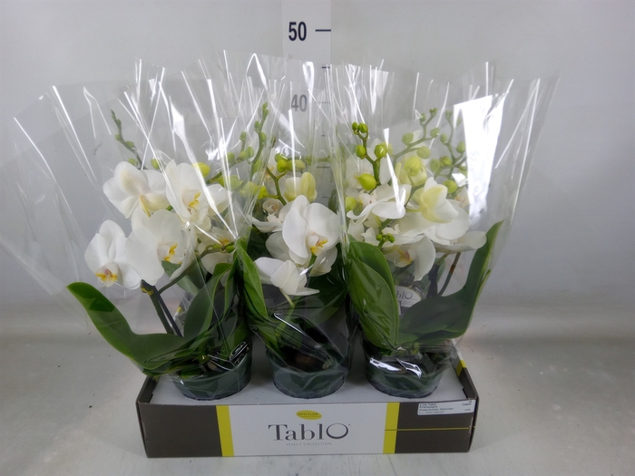 <h4>Phalaenopsis   ...white</h4>