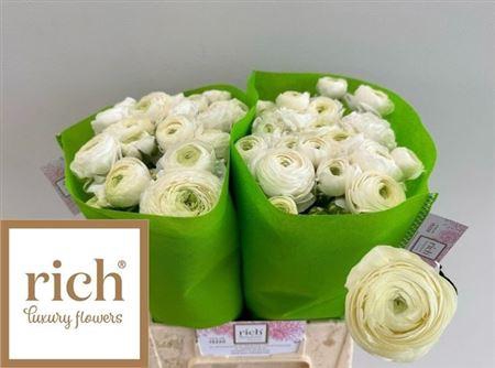 <h4>Ran Aazur White</h4>