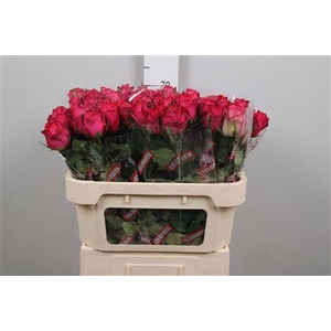 R Gr Madam Cerise