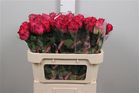 <h4>R Gr Madam Cerise</h4>