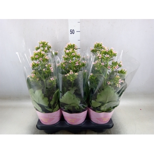 Kalanchoe blos. 'Feminine Pink'