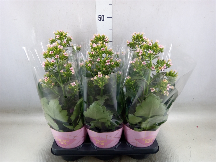 <h4>Kalanchoe blos. 'Feminine Pink'</h4>