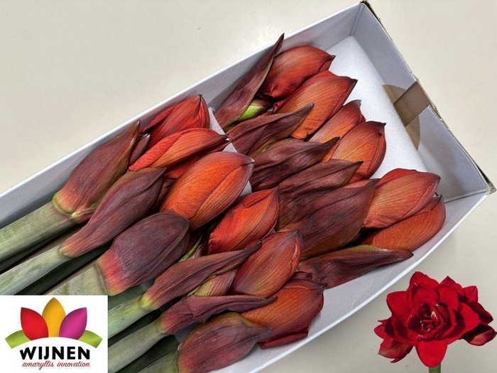 <h4>HIPPEASTRUM DG 'DOUBLE KING'</h4>