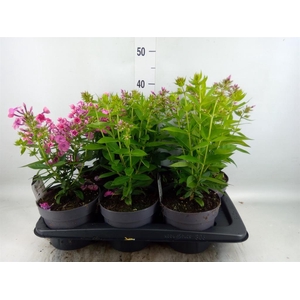 Phlox panic.