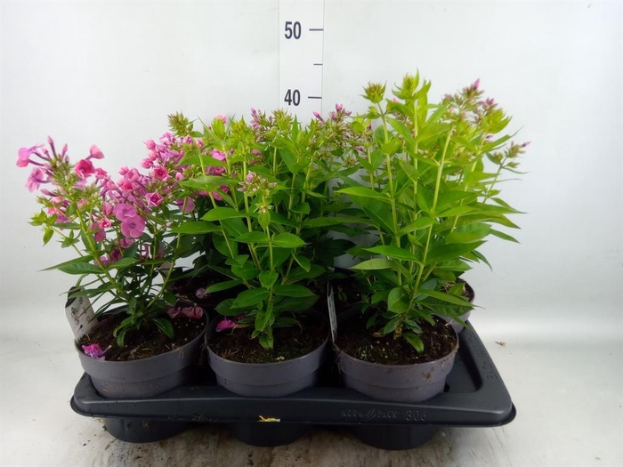 <h4>Phlox panic.</h4>