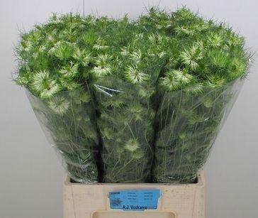 <h4>NIGE D GREEN DREAM</h4>