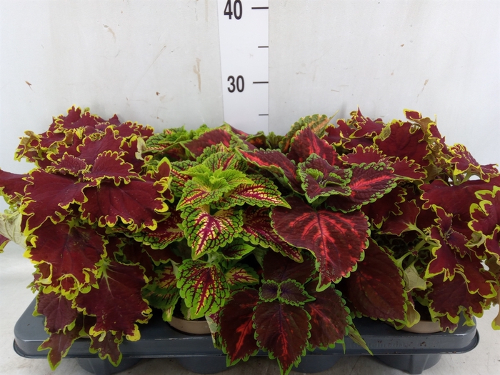 <h4>Plectranthus col.   ...mix</h4>