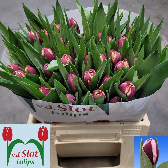 <h4>TU EN TIRAMISU</h4>