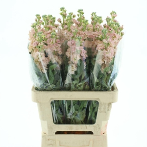 Matth Incana Iron Apricot Super