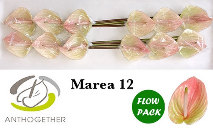 <h4>Anth A Marea Flow Pack Bouman</h4>