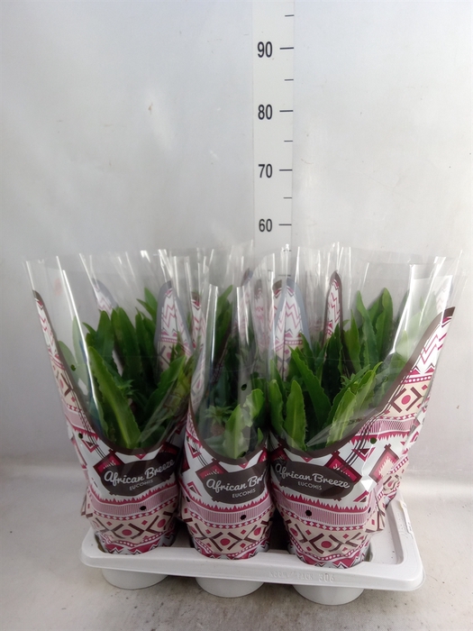 <h4>Eucomis   ...mix</h4>