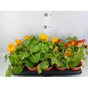 Tropaeolum majus