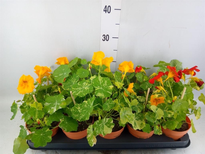 <h4>Tropaeolum majus</h4>