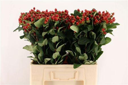 <h4>Hyp Ruby Excess</h4>