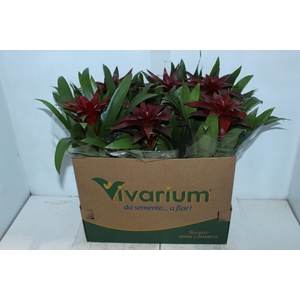 GUZMANIA VERMELHA P14