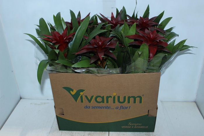 <h4>GUZMANIA VERMELHA P14</h4>