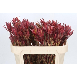 Leucadendron Jester Spray
