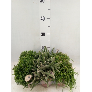 Rhipsalis   ...mix