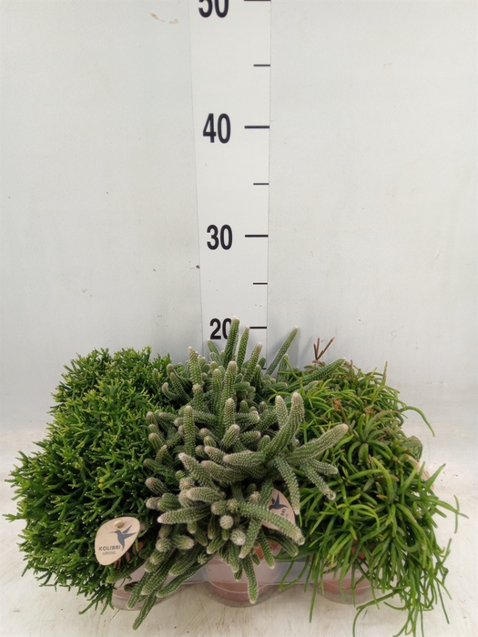 <h4>Rhipsalis   ...mix</h4>