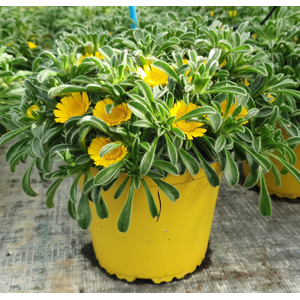 Asteriscus maritimus