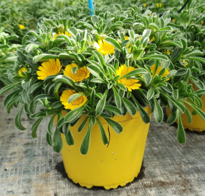 <h4>Asteriscus maritimus</h4>