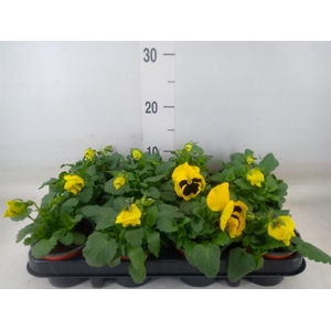 Viola wr. 'Colossus Yellow Blotch'