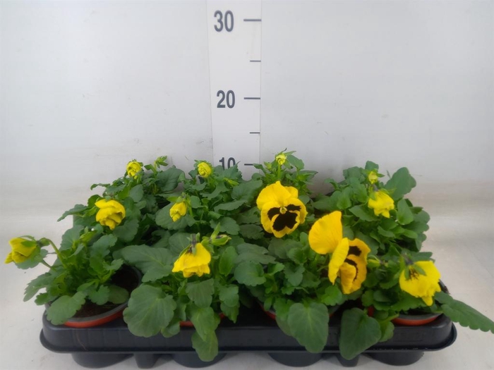 <h4>Viola wr. 'Colossus Yellow Blotch'</h4>