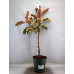 Ficus elastica 'Belize'