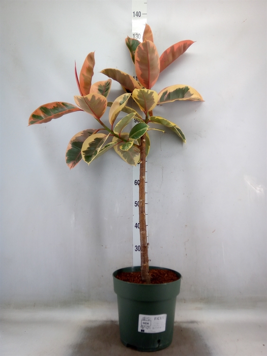 <h4>Ficus elastica 'Belize'</h4>