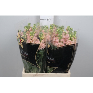 Matth Iron * Premium* Apricot