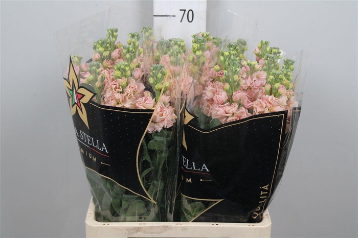 <h4>Matth Iron Apricot</h4>