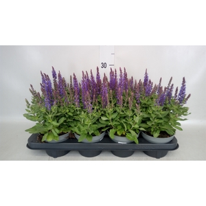Salvia nemorosa 'Blauhuegel'